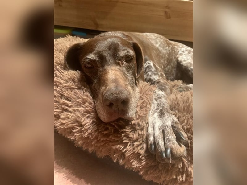 Lona sucht ihr zu Hause! ❤️