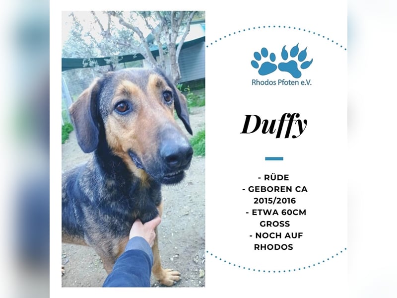 Duffy sucht sein zu Hause!❤️