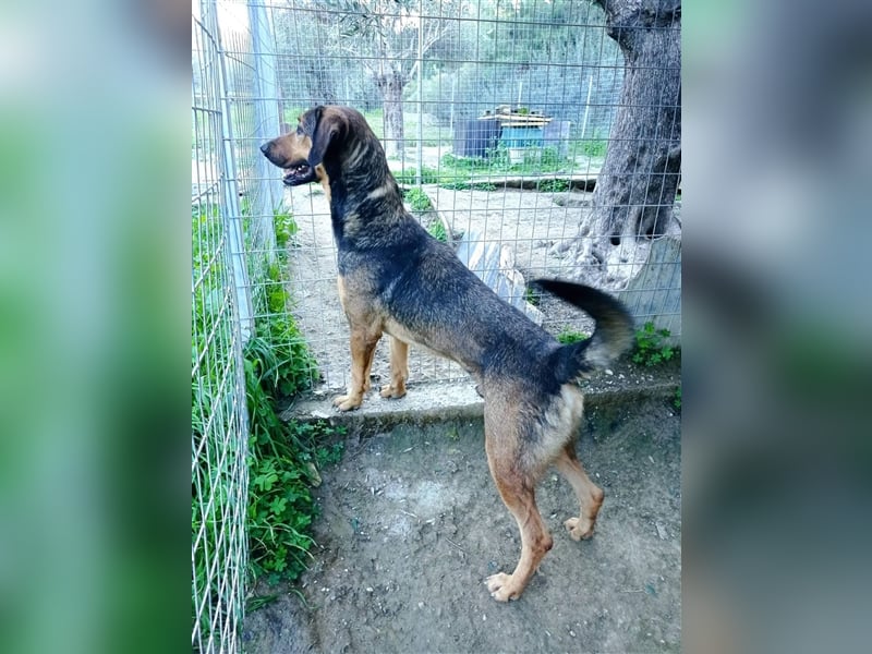 Duffy sucht sein zu Hause!❤️