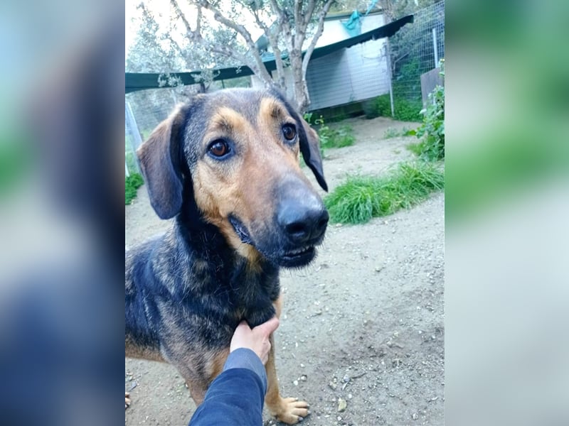 Duffy sucht sein zu Hause!❤️