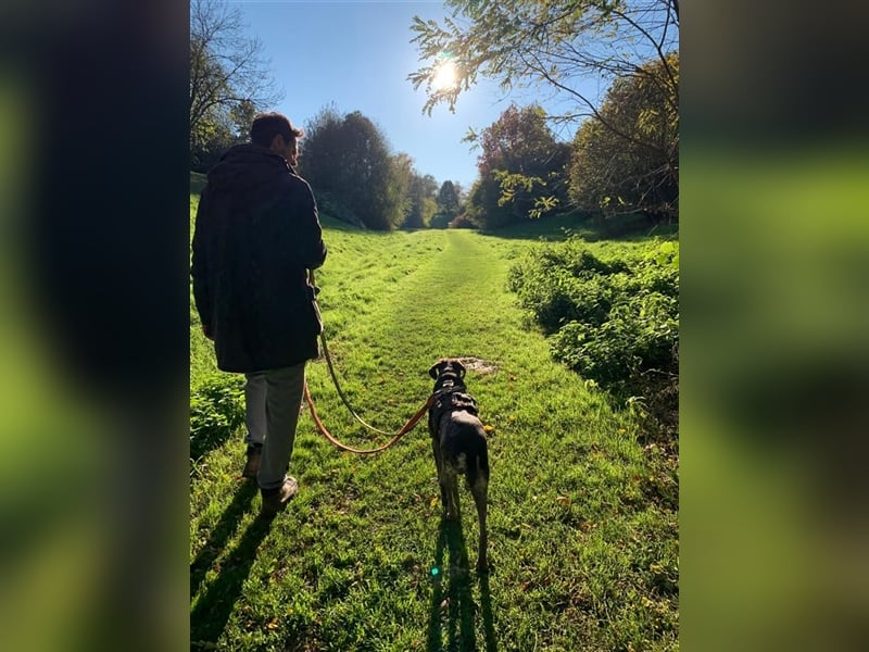 Lona sucht ihr zu Hause! ❤️