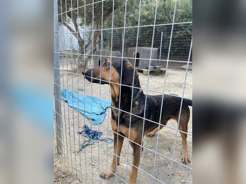 Duffy sucht sein zu Hause!❤️