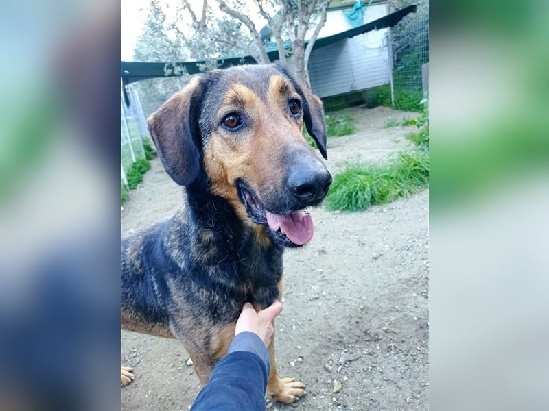 Duffy sucht sein zu Hause!❤️