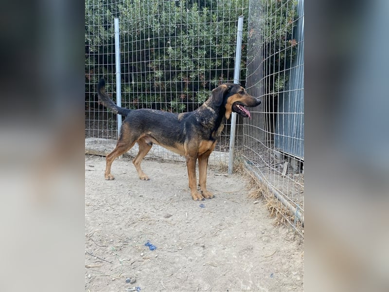 Duffy sucht sein zu Hause!❤️