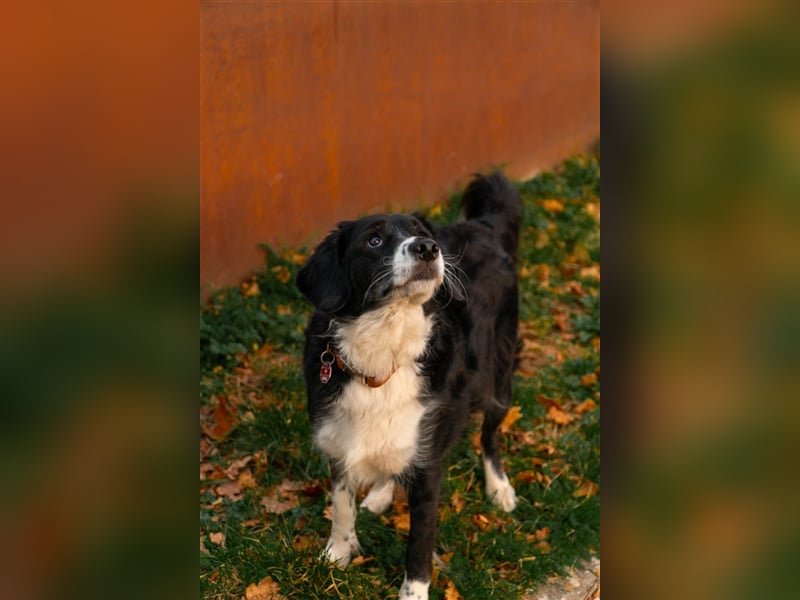 Merlin sucht sein zu Hause! ❤️