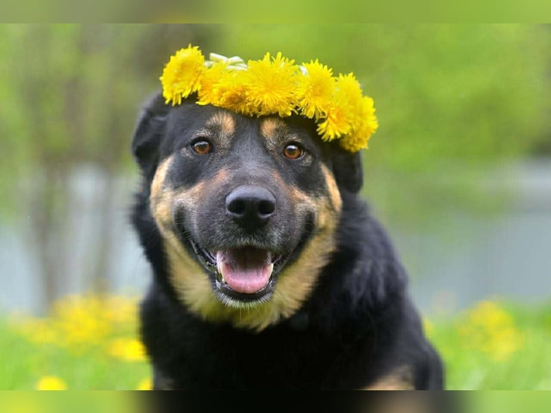 Hübsche Prada sucht ihre Menschen