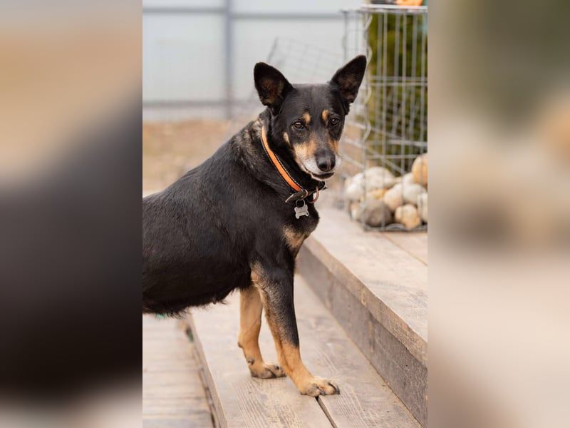 Kluge Dana sucht liebevolles Zuhause