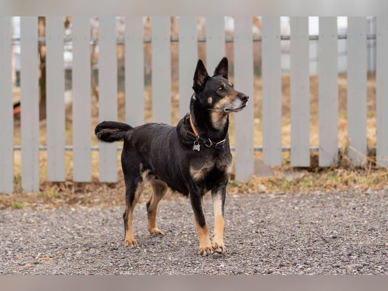 Kluge Dana sucht liebevolles Zuhause