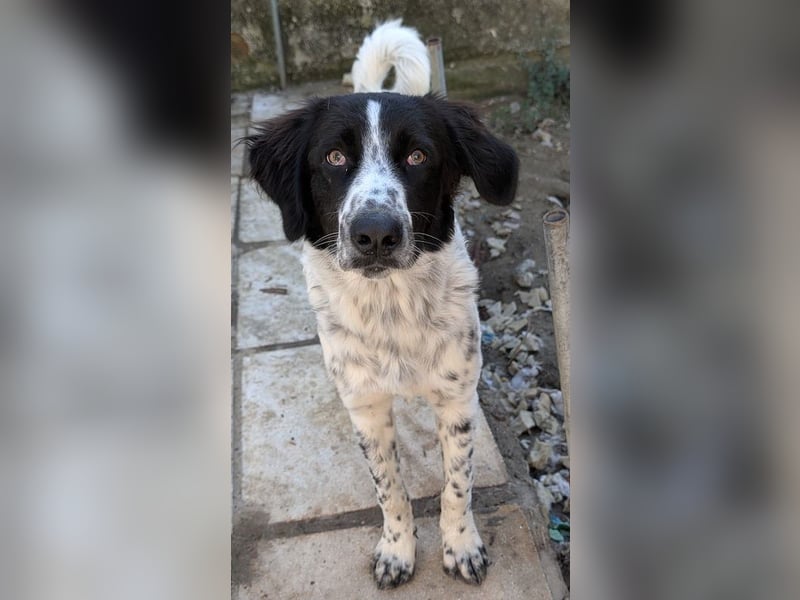 Silas, geb. ca. 10/2024, lebt in GRIECHENLAND, auf einem Gelände, auf dem die Hunde notdürftig vers