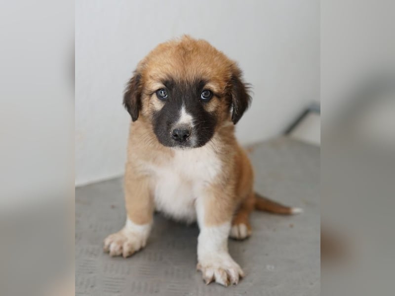 Scotch, geb. ca. 12/2025, lebt in GRIECHENLAND, im städt. Tierheim Serres