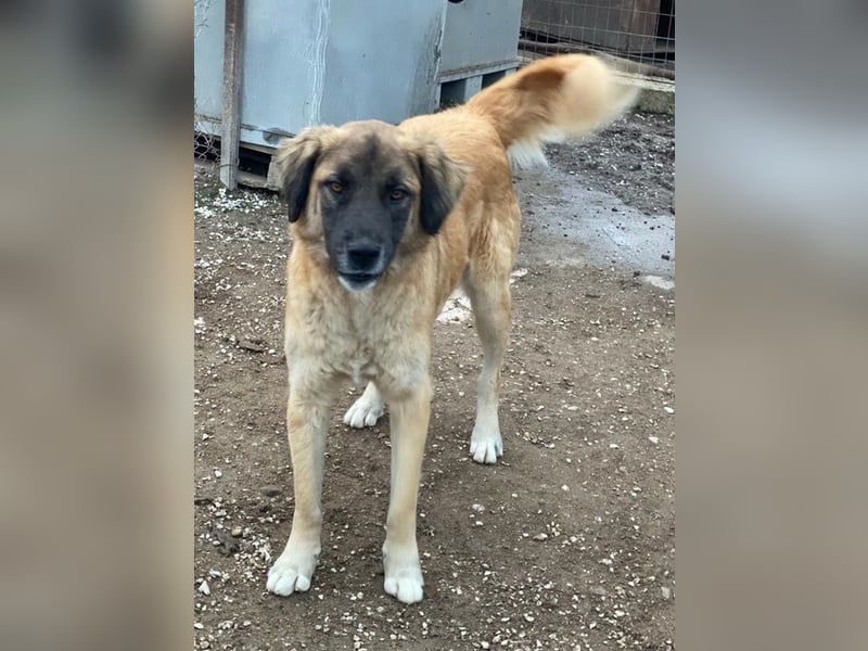 Lacasito, geb. ca. 01/2022, lebt in GRIECHENLAND, im städt. Tierheim Serres