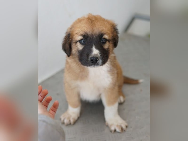 Scotch, geb. ca. 12/2025, lebt in GRIECHENLAND, im städt. Tierheim Serres