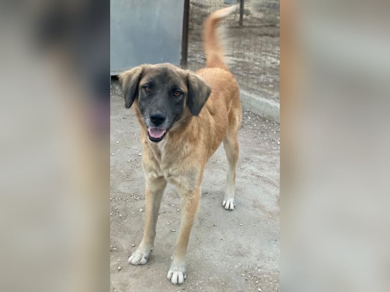 Lacasito, geb. ca. 01/2022, lebt in GRIECHENLAND, im städt. Tierheim Serres