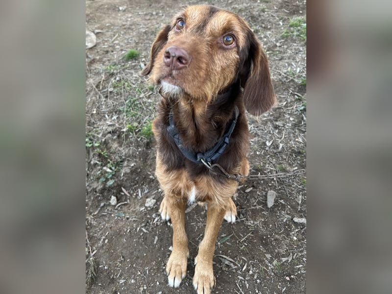 Keanu, geb. ca. 01/2022, lebt in GRIECHENLAND, auf einer privaten Pflegestelle