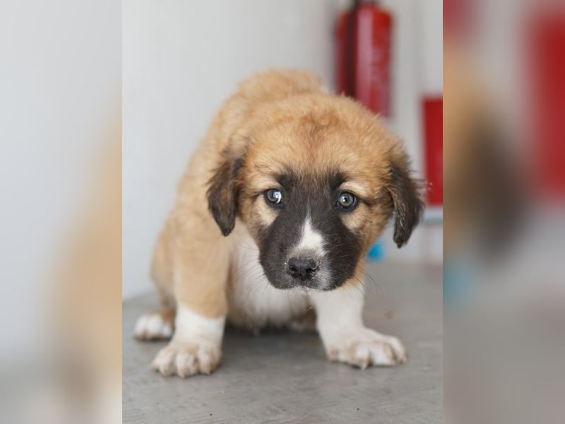 Scotch, geb. ca. 12/2025, lebt in GRIECHENLAND, im städt. Tierheim Serres