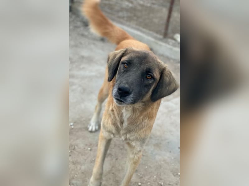 Lacasito, geb. ca. 01/2022, lebt in GRIECHENLAND, im städt. Tierheim Serres