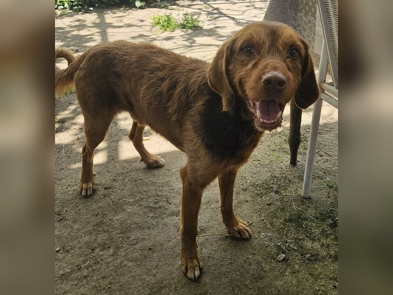 Keanu, geb. ca. 01/2022, lebt in GRIECHENLAND, auf einer privaten Pflegestelle