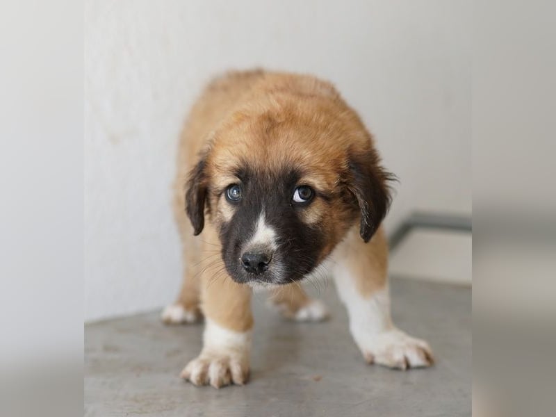 Scotch, geb. ca. 12/2025, lebt in GRIECHENLAND, im städt. Tierheim Serres