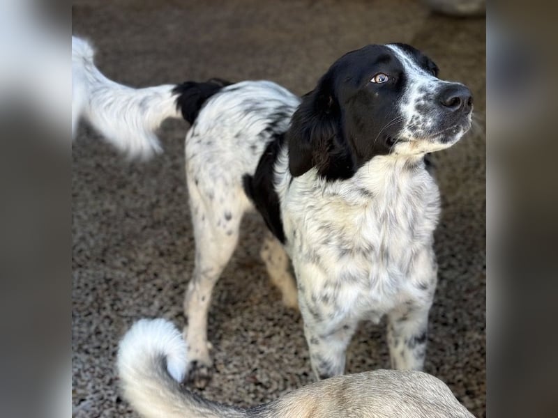 Silas, geb. ca. 10/2024, lebt in GRIECHENLAND, auf einem Gelände, auf dem die Hunde notdürftig vers