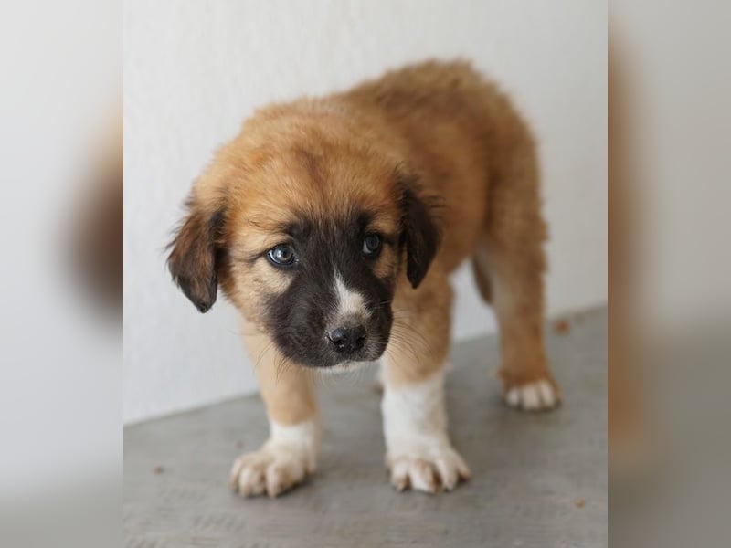 Scotch, geb. ca. 12/2025, lebt in GRIECHENLAND, im städt. Tierheim Serres