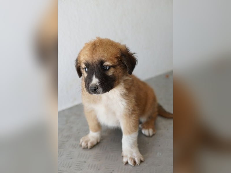 Scotch, geb. ca. 12/2025, lebt in GRIECHENLAND, im städt. Tierheim Serres