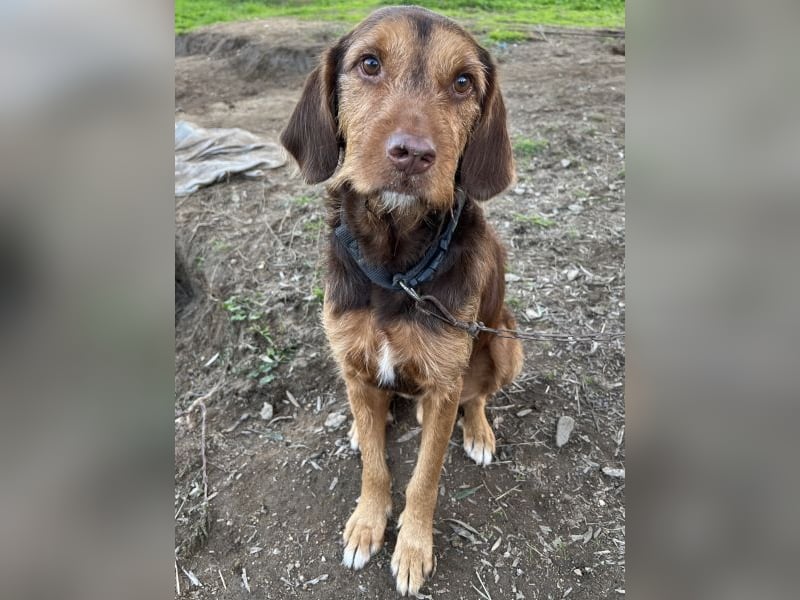 Keanu, geb. ca. 01/2022, lebt in GRIECHENLAND, auf einer privaten Pflegestelle