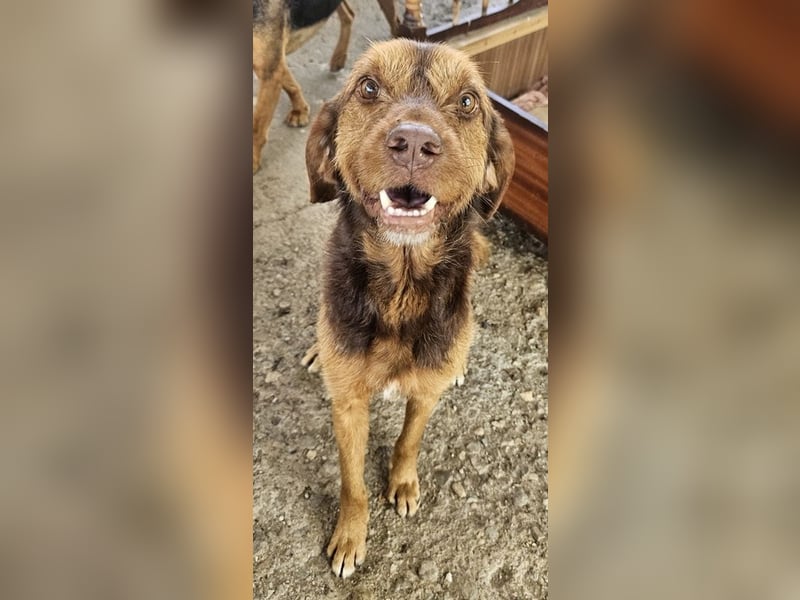 Keanu, geb. ca. 01/2022, lebt in GRIECHENLAND, auf einer privaten Pflegestelle