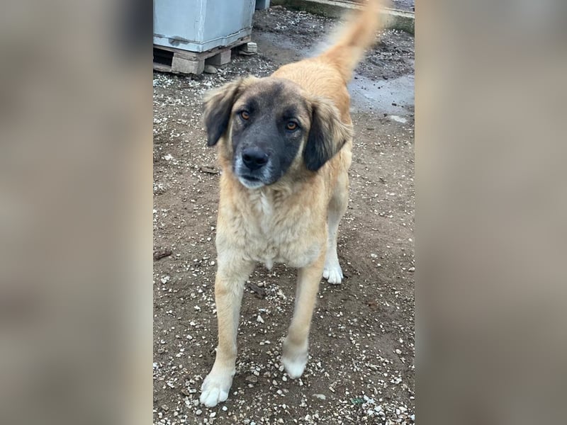 Lacasito, geb. ca. 01/2022, lebt in GRIECHENLAND, im städt. Tierheim Serres