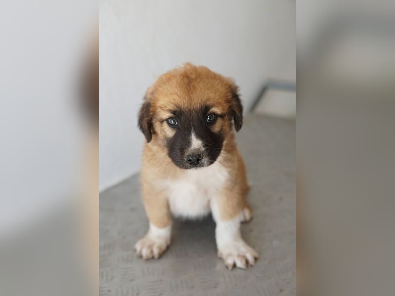 Scotch, geb. ca. 12/2025, lebt in GRIECHENLAND, im städt. Tierheim Serres