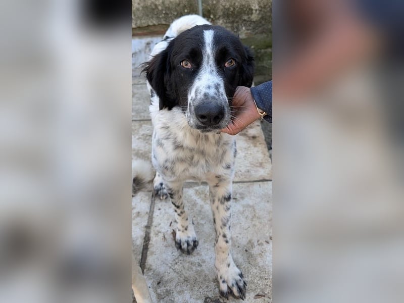 Silas, geb. ca. 10/2024, lebt in GRIECHENLAND, auf einem Gelände, auf dem die Hunde notdürftig vers