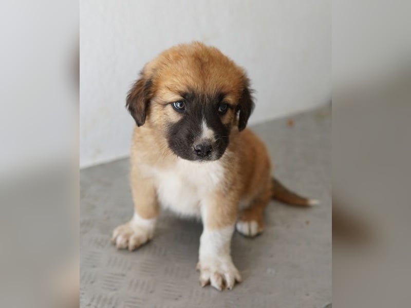 Scotch, geb. ca. 12/2025, lebt in GRIECHENLAND, im städt. Tierheim Serres