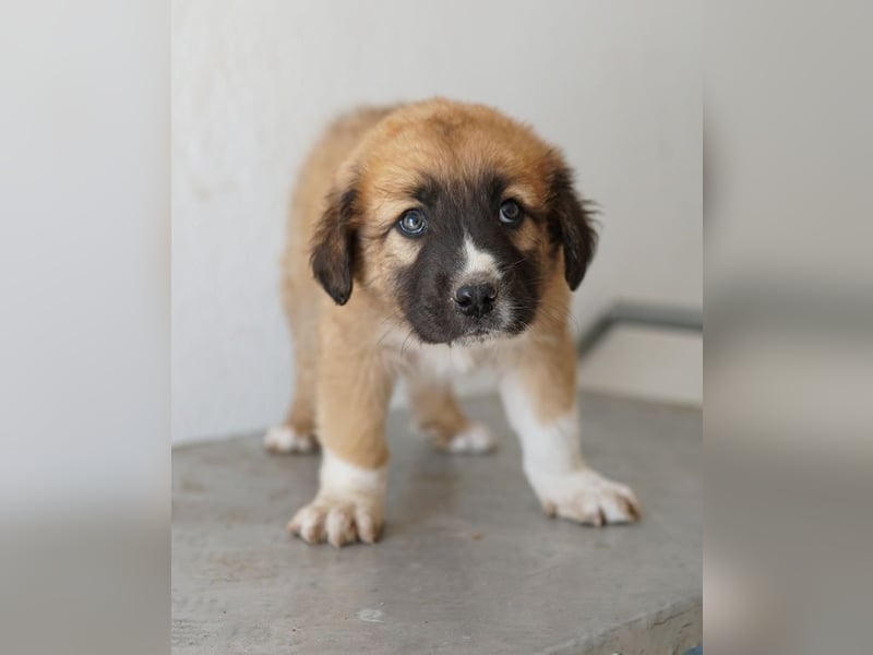 Scotch, geb. ca. 12/2025, lebt in GRIECHENLAND, im städt. Tierheim Serres