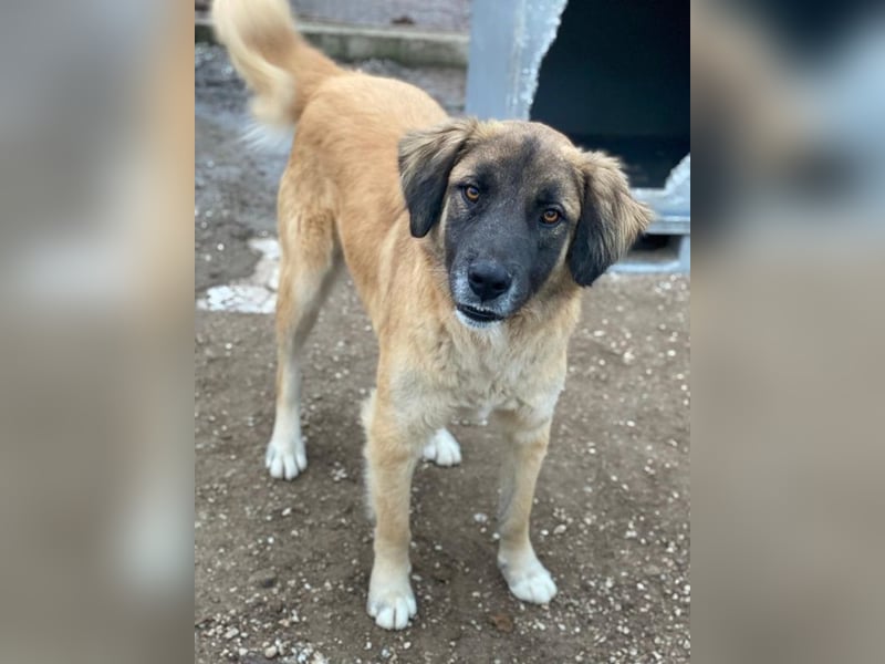 Lacasito, geb. ca. 01/2022, lebt in GRIECHENLAND, im städt. Tierheim Serres