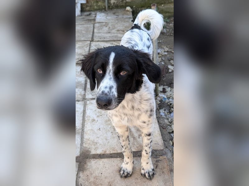 Silas, geb. ca. 10/2024, lebt in GRIECHENLAND, auf einem Gelände, auf dem die Hunde notdürftig vers