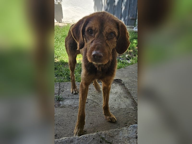 Keanu, geb. ca. 01/2022, lebt in GRIECHENLAND, auf einer privaten Pflegestelle