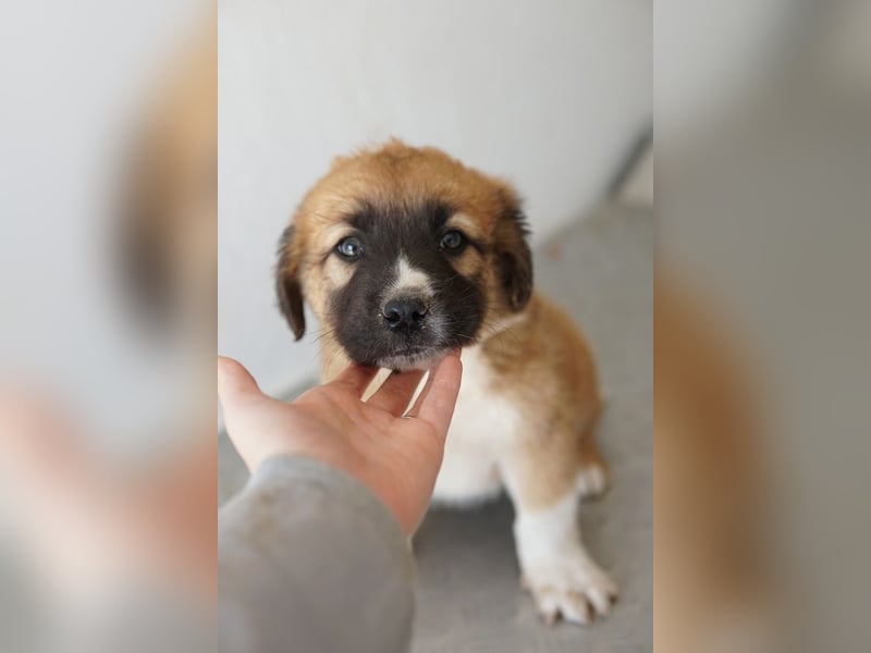 Scotch, geb. ca. 12/2025, lebt in GRIECHENLAND, im städt. Tierheim Serres