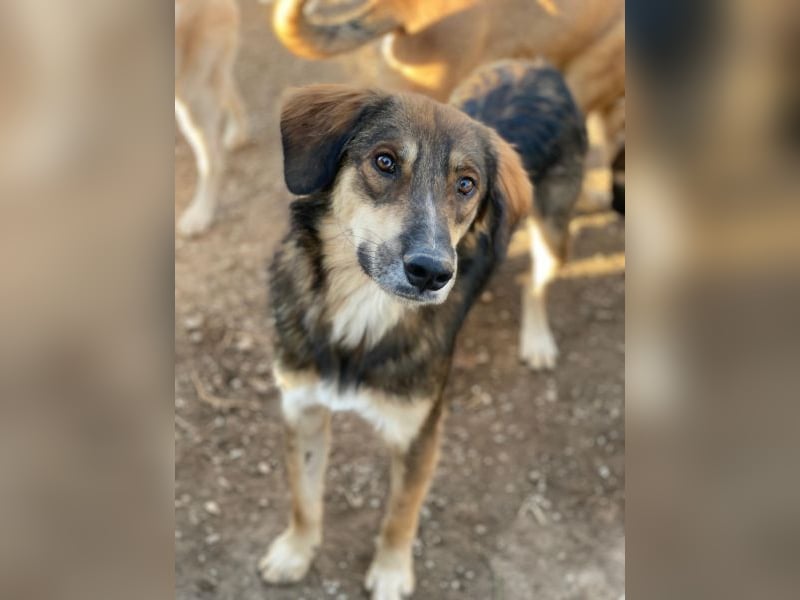 Rudolph, geb. ca. 05/2024, lebt in GRIECHENLAND, im städt. Tierheim Serres
