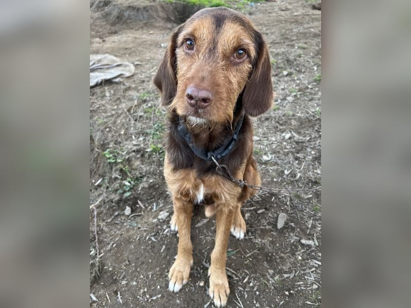 Keanu, geb. ca. 01/2022, lebt in GRIECHENLAND, auf einer privaten Pflegestelle