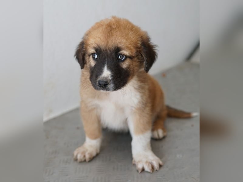 Scotch, geb. ca. 12/2025, lebt in GRIECHENLAND, im städt. Tierheim Serres