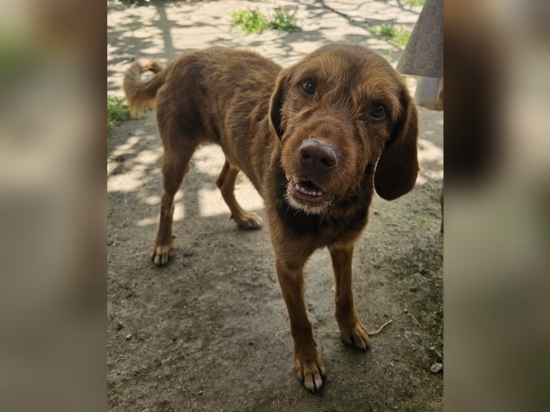 Keanu, geb. ca. 01/2022, lebt in GRIECHENLAND, auf einer privaten Pflegestelle