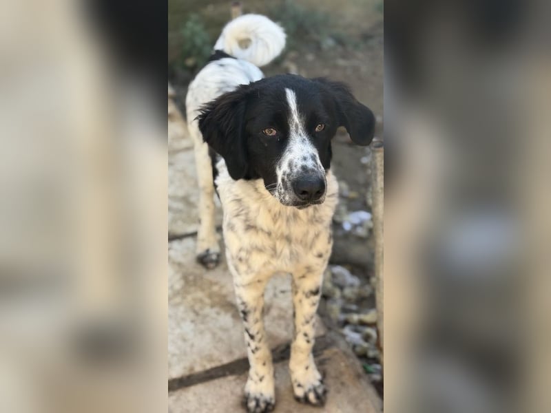 Silas, geb. ca. 10/2024, lebt in GRIECHENLAND, auf einem Gelände, auf dem die Hunde notdürftig vers