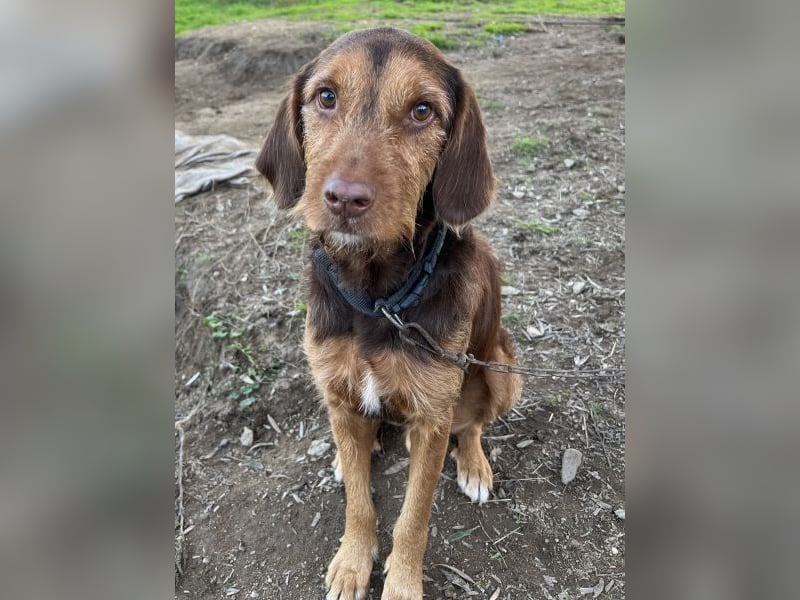 Keanu, geb. ca. 01/2022, lebt in GRIECHENLAND, auf einer privaten Pflegestelle