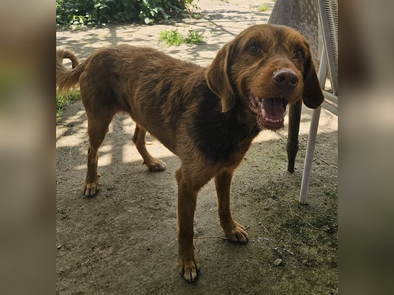 Keanu, geb. ca. 01/2022, lebt in GRIECHENLAND, auf einer privaten Pflegestelle