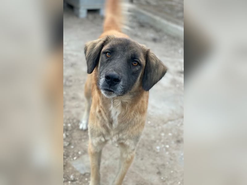 Lacasito, geb. ca. 01/2022, lebt in GRIECHENLAND, im städt. Tierheim Serres