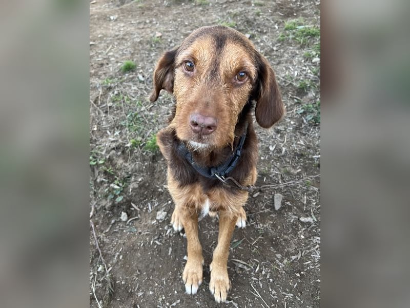 Keanu, geb. ca. 01/2022, lebt in GRIECHENLAND, auf einer privaten Pflegestelle