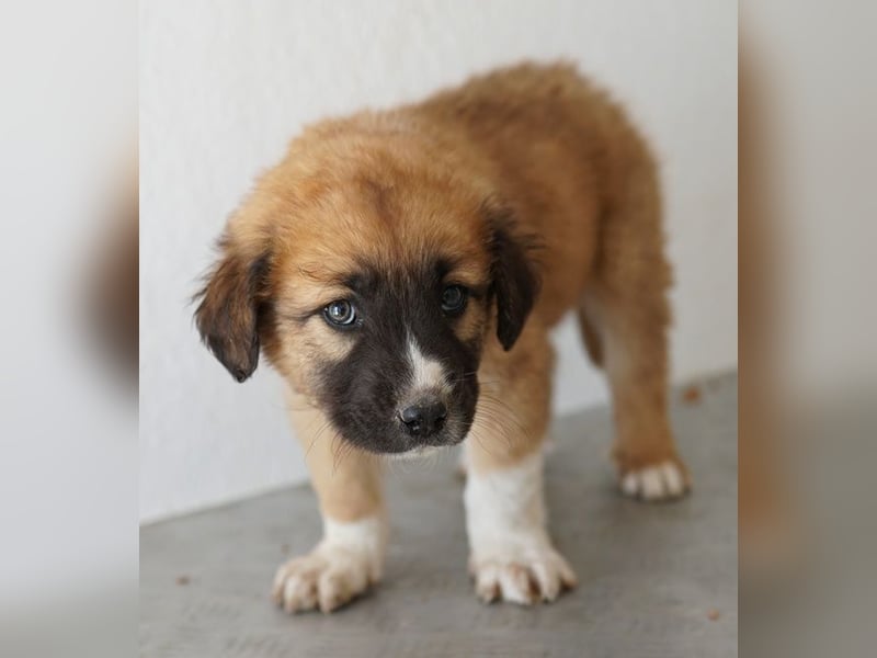 Scotch, geb. ca. 12/2025, lebt in GRIECHENLAND, im städt. Tierheim Serres