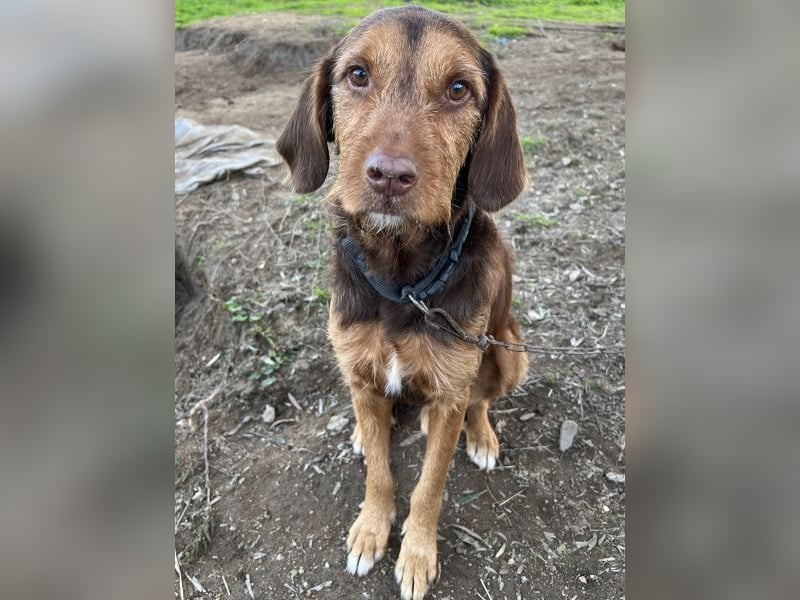 Keanu, geb. ca. 01/2022, lebt in GRIECHENLAND, auf einer privaten Pflegestelle