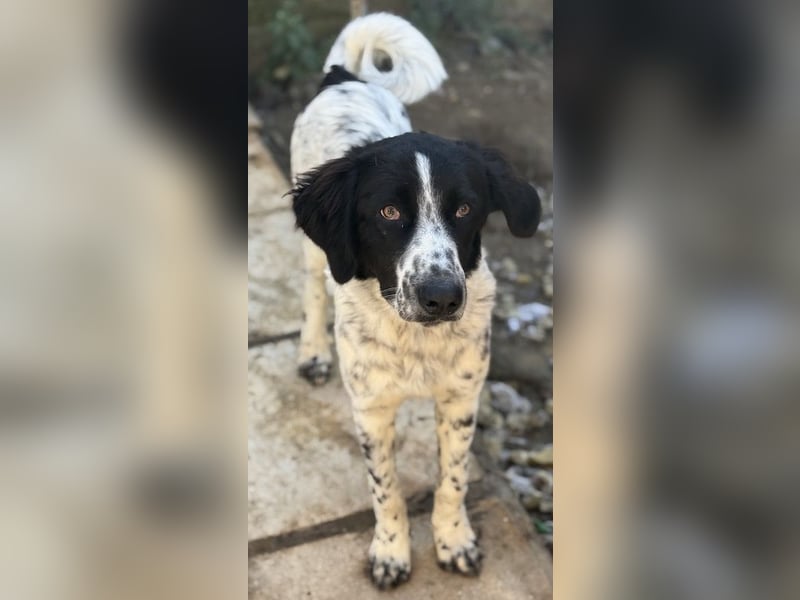 Silas, geb. ca. 10/2024, lebt in GRIECHENLAND, auf einem Gelände, auf dem die Hunde notdürftig vers