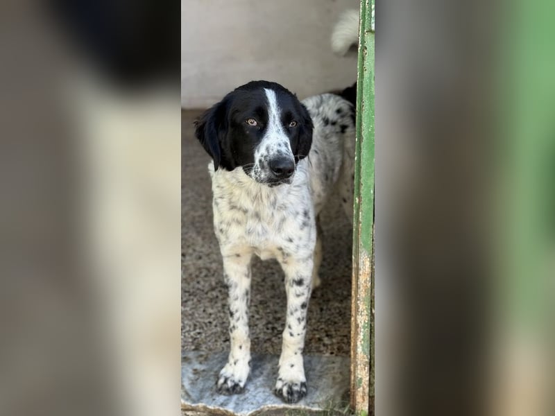 Silas, geb. ca. 10/2024, lebt in GRIECHENLAND, auf einem Gelände, auf dem die Hunde notdürftig vers