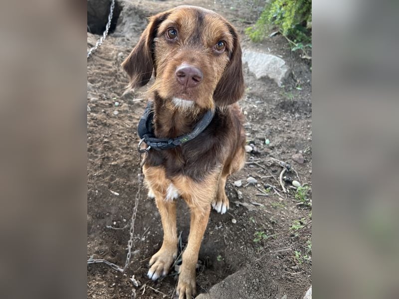 Keanu, geb. ca. 01/2022, lebt in GRIECHENLAND, auf einer privaten Pflegestelle